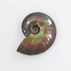 Opalescent Cleoniceras Ammonite (Style 1)