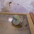 Opalescent Cleoniceras Ammonite (Style 1)