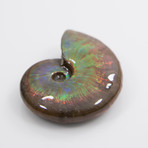 Opalescent Cleoniceras Ammonite (Style 1)