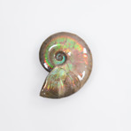 Opalescent Cleoniceras Ammonite (Style 1)