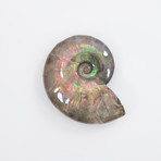 Opalescent Cleoniceras Ammonite (Style 1)