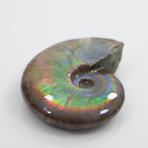 Opalescent Cleoniceras Ammonite (Style 1)