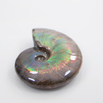 Opalescent Cleoniceras Ammonite (Style 1)