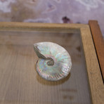 Opalescent Cleoniceras Ammonite (Style 1)