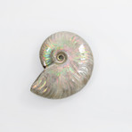 Opalescent Cleoniceras Ammonite (Style 1)