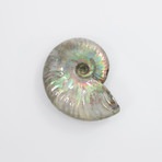 Opalescent Cleoniceras Ammonite (Style 1)