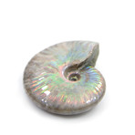 Opalescent Cleoniceras Ammonite (Style 1)