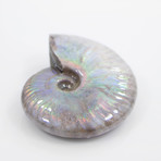 Opalescent Cleoniceras Ammonite (Style 1)