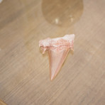 Otodus Obliquus Shark Tooth (Style 1)