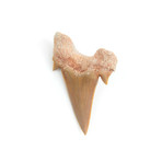 Otodus Obliquus Shark Tooth (Style 1)