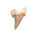 Otodus Obliquus Shark Tooth (Style 1)