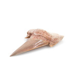 Otodus Obliquus Shark Tooth (Style 1)