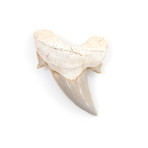 Otodus Obliquus Shark Tooth (Style 1)