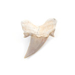 Otodus Obliquus Shark Tooth (Style 1)