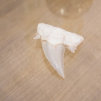 Otodus Obliquus Shark Tooth (Style 1)