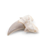 Otodus Obliquus Shark Tooth (Style 1)