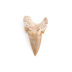 Otodus Obliquus Shark Tooth (Style 1)