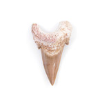 Otodus Obliquus Shark Tooth (Style 1)