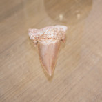 Otodus Obliquus Shark Tooth (Style 1)