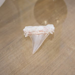 Otodus Obliquus Shark Tooth (Style 1)