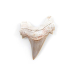 Otodus Obliquus Shark Tooth (Style 1)