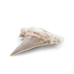 Otodus Obliquus Shark Tooth (Style 1)