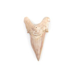 Otodus Obliquus Shark Tooth (Style 1)