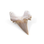 Otodus Obliquus Shark Tooth (Style 1)