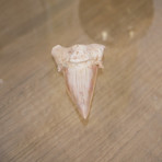 Otodus Obliquus Shark Tooth (Style 1)