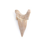 Otodus Obliquus Shark Tooth (Style 1)