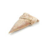 Otodus Obliquus Shark Tooth (Style 1)