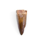 Spinosaurus Aegyptiacus Dinosaur Tooth (Style 1)