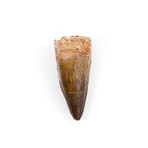 Spinosaurus Aegyptiacus Dinosaur Tooth (Style 1)