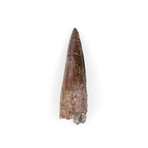 Spinosaurus Aegyptiacus Dinosaur Tooth (Style 1)