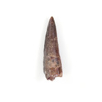 Spinosaurus Aegyptiacus Dinosaur Tooth (Style 1)