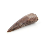 Spinosaurus Aegyptiacus Dinosaur Tooth (Style 1)