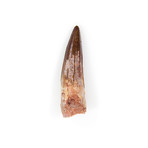 Spinosaurus Aegyptiacus Dinosaur Tooth (Style 1)