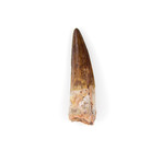 Spinosaurus Aegyptiacus Dinosaur Tooth (Style 1)