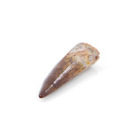 Spinosaurus Aegyptiacus Dinosaur Tooth (Style 1)