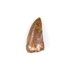 Carcharodontosaurus Saharicus Dinosaur Tooth (Style 1)