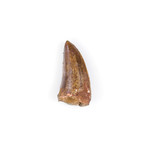 Carcharodontosaurus Saharicus Dinosaur Tooth (Style 1)