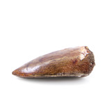 Carcharodontosaurus Saharicus Dinosaur Tooth (Style 1)