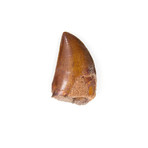 Carcharodontosaurus Saharicus Dinosaur Tooth (Style 1)