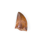 Carcharodontosaurus Saharicus Dinosaur Tooth (Style 1)