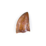 Carcharodontosaurus Saharicus Dinosaur Tooth (Style 1)