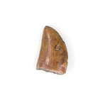 Carcharodontosaurus Saharicus Dinosaur Tooth (Style 1)