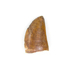 Carcharodontosaurus Saharicus Dinosaur Tooth (Style 1)