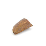 Carcharodontosaurus Saharicus Dinosaur Tooth (Style 1)