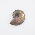 Opalescent Cleoniceras Ammonite (Style 1)