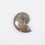 Opalescent Cleoniceras Ammonite (Style 1)